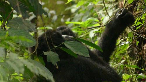 Democratic Republic of the Congo Other | Genius jungle experience