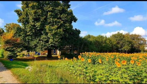 Beaulieu-sur-Sonnette House | Gite de Rosaraie