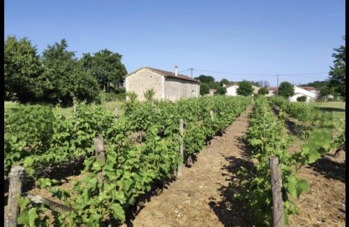 Savigne House | Gite Vigne - stay on a vineyard, overlooking the vines