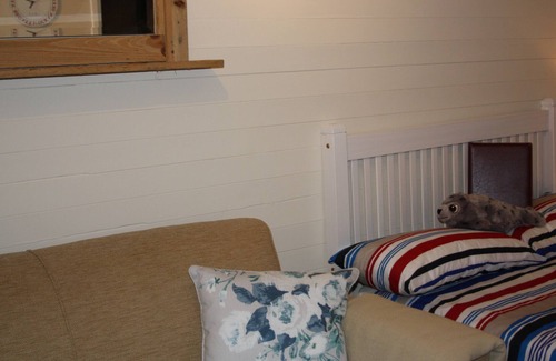 Strangford Cabin | Glamping In Style At Seal Cabi