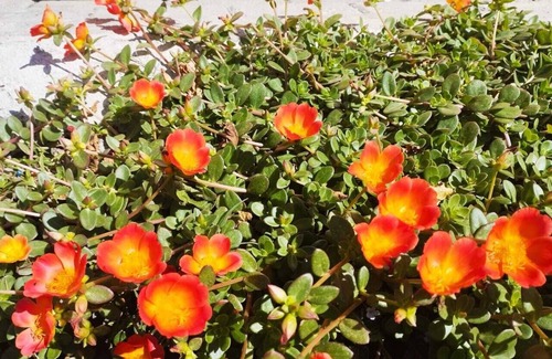 Monteverde House | Glamping Karl