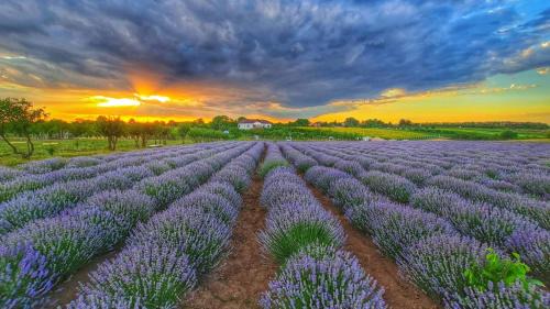 Bucsani Other | Glamping Livada cu lavanda