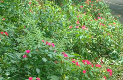 Renacimiento District RV Rental | Glamping on a coffee plantation on the Panama Costa Rica broder.