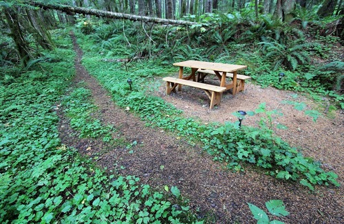 Ashford Cabin | Glamping Yurt with SHARED bath, 1 Mile from Mt Rainier Entrance