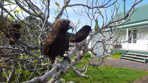 Port Fitzroy Cabin | Glenfern Sanctuary