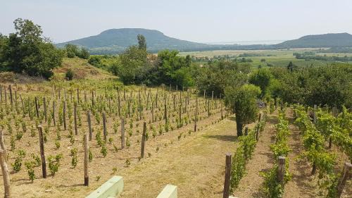 Hegymagas House | Grand Cru 4 Vendégház