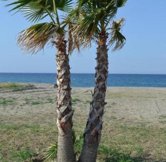Marina di Mandatoriccio Villa | Green House Beach