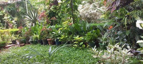 Talipparamba House | greenview homestay Mayyil