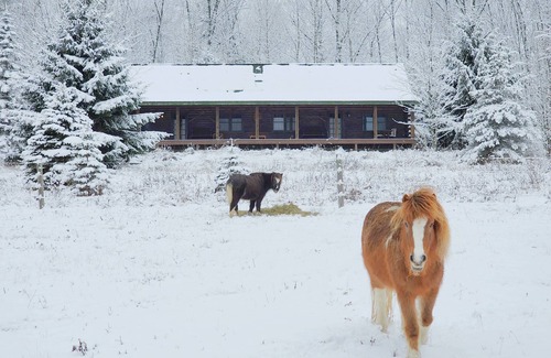 Owego Cabin | Greenwood At Entangled Acres - Log Cabin wWiFi on 16 Acre Animal Sanctuary