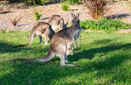 Mullaway Apartment | Grevillea Garden Villa