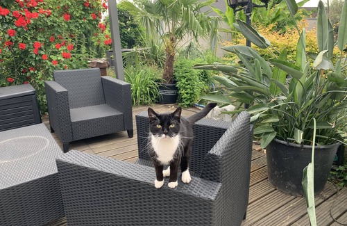 Dudenhofen Apartment | Guest apartment near Speyer with beautiful terrace by the koi pond