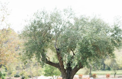 Fallbrook Apartment | Guest House -Golf Club of California -Monserate Winery -Pala Mesa Golf -360 View