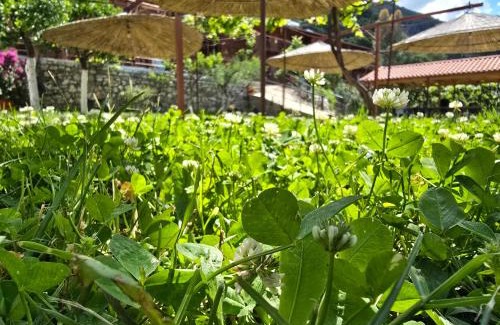Qazim Pali House | Guest House Luiza