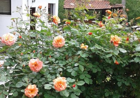 Balkanets House | Guest House Planinska Sreshta