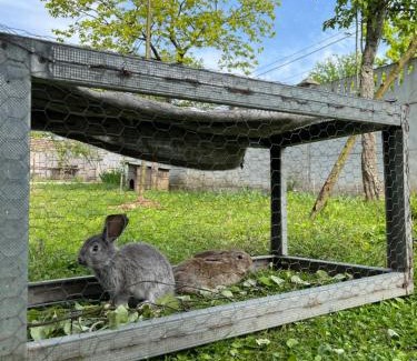 Martivili House | Guest House Sveta