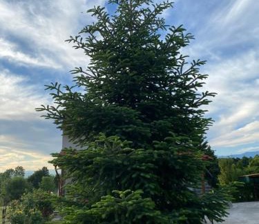 Agkistro House | Guesthouse Anestis