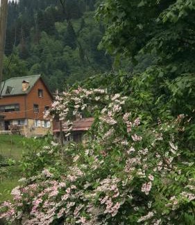 Ayder Yaylasi Apartment | Guesthouse Dolunay