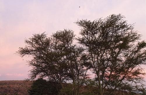 Greater Johannesburg Metropolitan Area Bed & Breakfast | Hadeda Hall