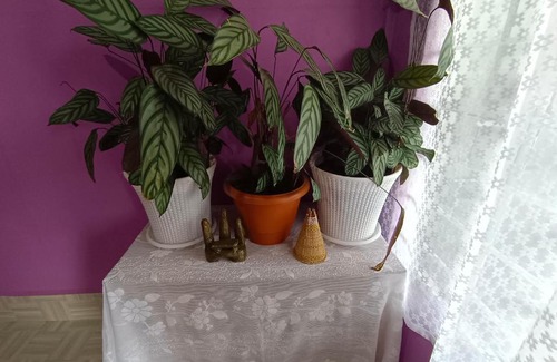 Shillong House | Hala Rympei Homestay