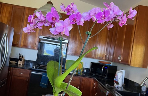 Keaau House | Hale Kai Nalu- Oceanfront Luxury Home W/Pool & Spa- Hilo-Side