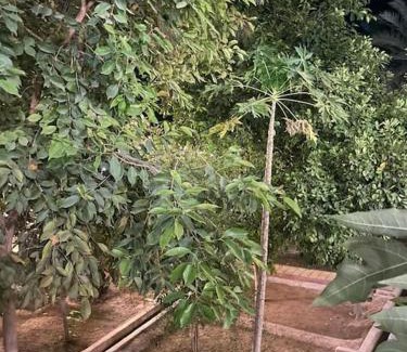 Hatta House | Hatta Orchard