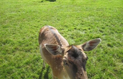 Mechernich Apartment | Haus Alexander