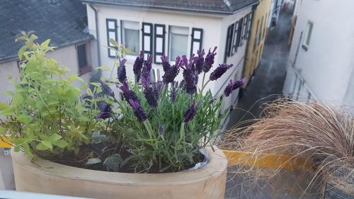 Alf Villa | Haus Alfina