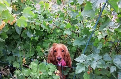 Gustow Apartment | Haus Bernsteinchen