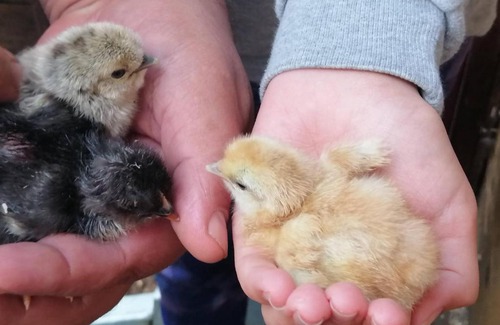 Gustow Apartment | Haus Bernsteinchen