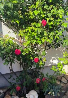 Albersweiler Apartment | Haus Helga