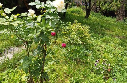 Sanahin Bed & Breakfast | Hayk B&B (in Sanahin)
