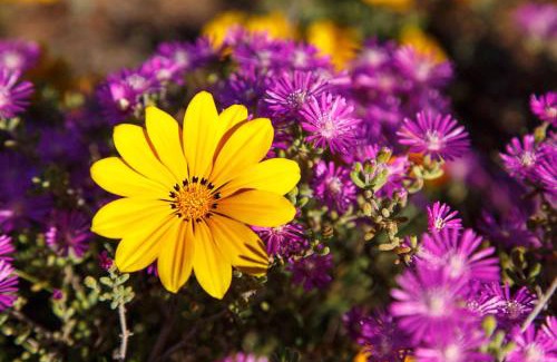 Dysseldorp Apartment | Hazenjacht Karoo Lifestyle - TONNELKOP