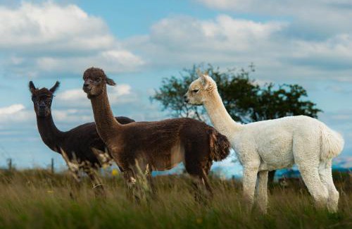 Pentrefelin Cabin | Head For The Hills Glamping - Shepherd's Hut