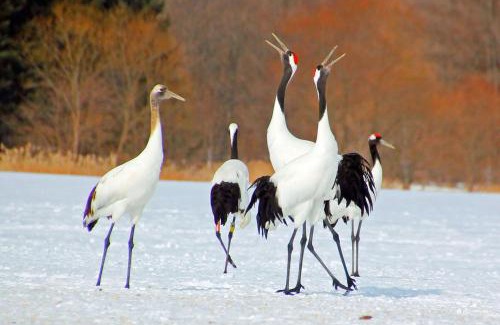 Tsurui House | Heart'n Tree