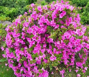 Jungmun House | Hera Castle Pension