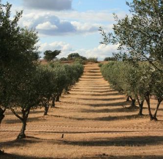 Alandroal House | Herdade do Monte Outeiro - Turismo Rural
