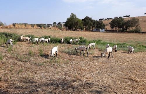 Alandroal House | Herdade dos Mestres
