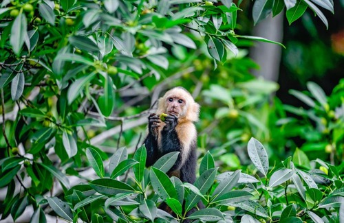 Jaco House | Hermosa Point