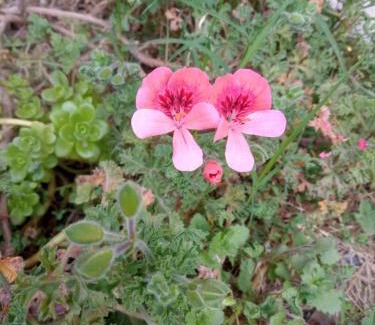 Mendoza City Center Apartment | Hermoso Departamento con Cochera y Seguridad