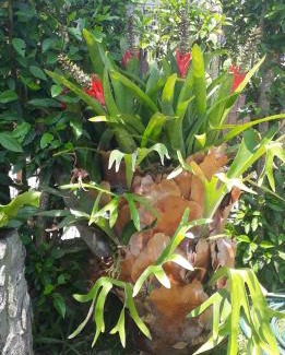 Aracatuba House | Hibisco Rosa Aluguéis