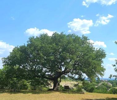 Spring Branch House | Hill Country Haute n Haus Relax and Renew
