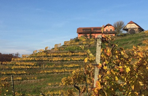 Videm House | Hisa Vina - a wine estate on a tranquil vineyard hill sleeps 10+2