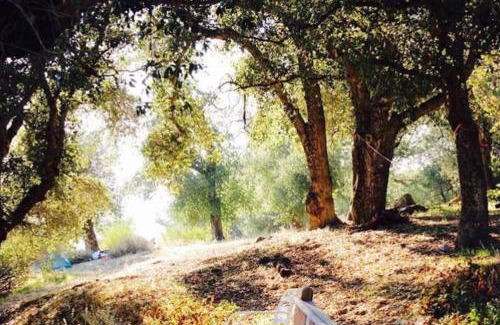 Pauma Valley Other | Historic Rustic Cabin with Spectacular Views