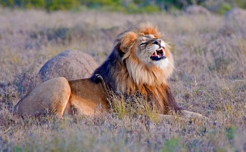 Paterson Cabin | Hlosi Game Lodge - Amakhala Game Reserve