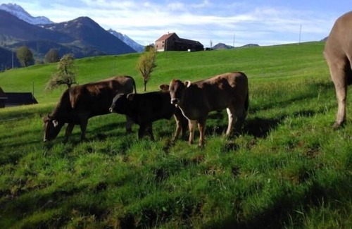 Hundwil Apartment | Holiday apartment Urnäsch for 2 - 4 persons with 2 bedrooms - Holiday apartment in a farmhouse