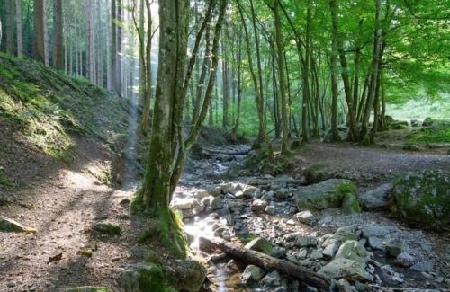Signy-lAbbaye Apartment | Holiday Home in Grand Est