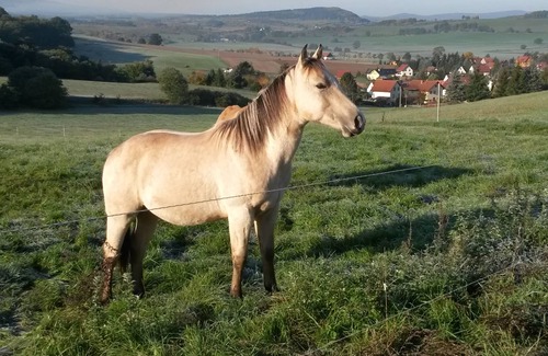 Rosa Apartment | Holiday/riding holiday in the Rhön/Rosa