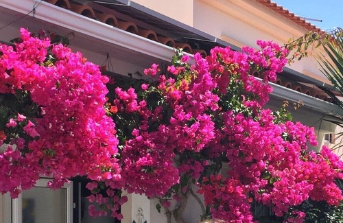 Sao Martinho do Porto House | Holidays atthe sea (Costa de Prata) in luxurious town house with private pool