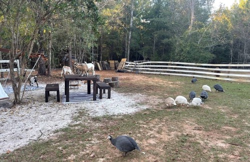 Tallahassee RV Rental | Holt’s Hideaway GLAMP Farmstay