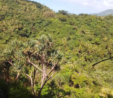 Santo Bed & Breakfast | Home stay tree house